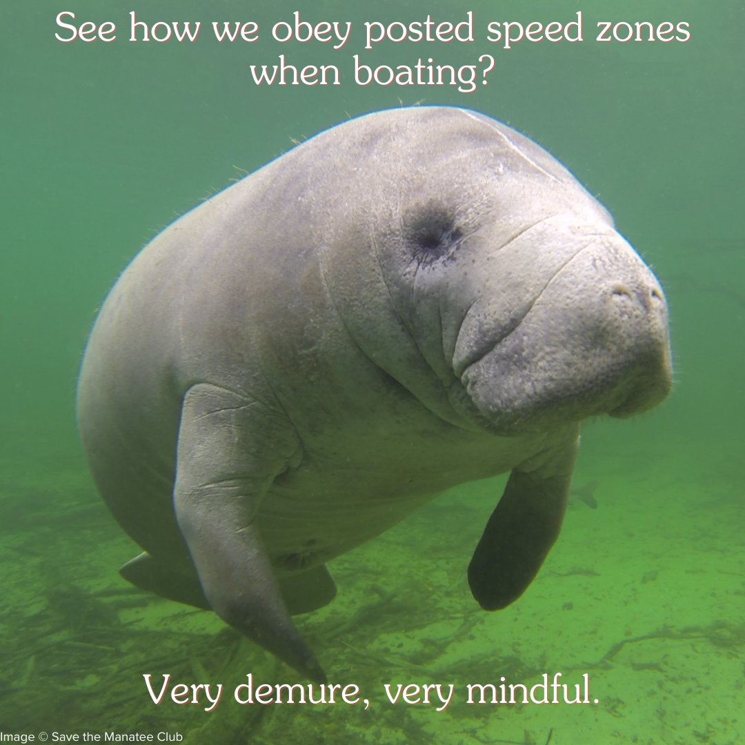 savethemanatee tweet picture