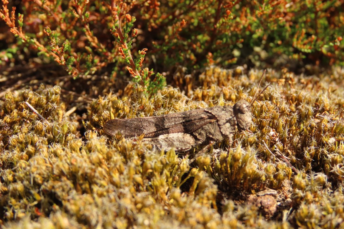 Elsbeth Kwant tweet media