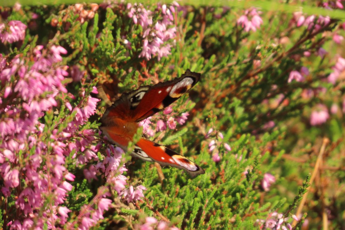 Westerheide en Spanderswoud met de eicocon van een wespspin
