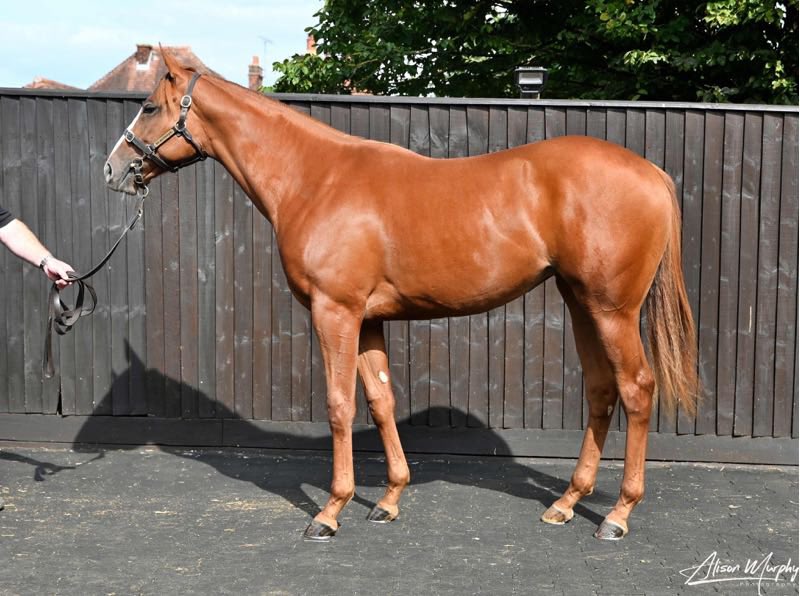 Great British Bonus tweet media