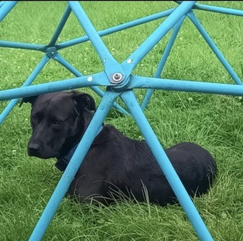 PDRescue's tweet image. Lost: Black/ Chocolate Labrador Cross Female In South East (ME17) doglost.co.uk/dog-blog.php?d… 

Let out in garden, may have jumped fence.

#Missing #ChartSutton #Maidstone #lostdog