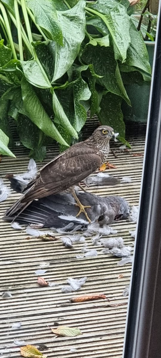 michychud's tweet photo. Ambitious Mrs Sparrowhawk....Sadly a wasted kill as she was unable to fly off with it, after the neighbours cat disturbed her. https://t.co/6eq2OjBlEN