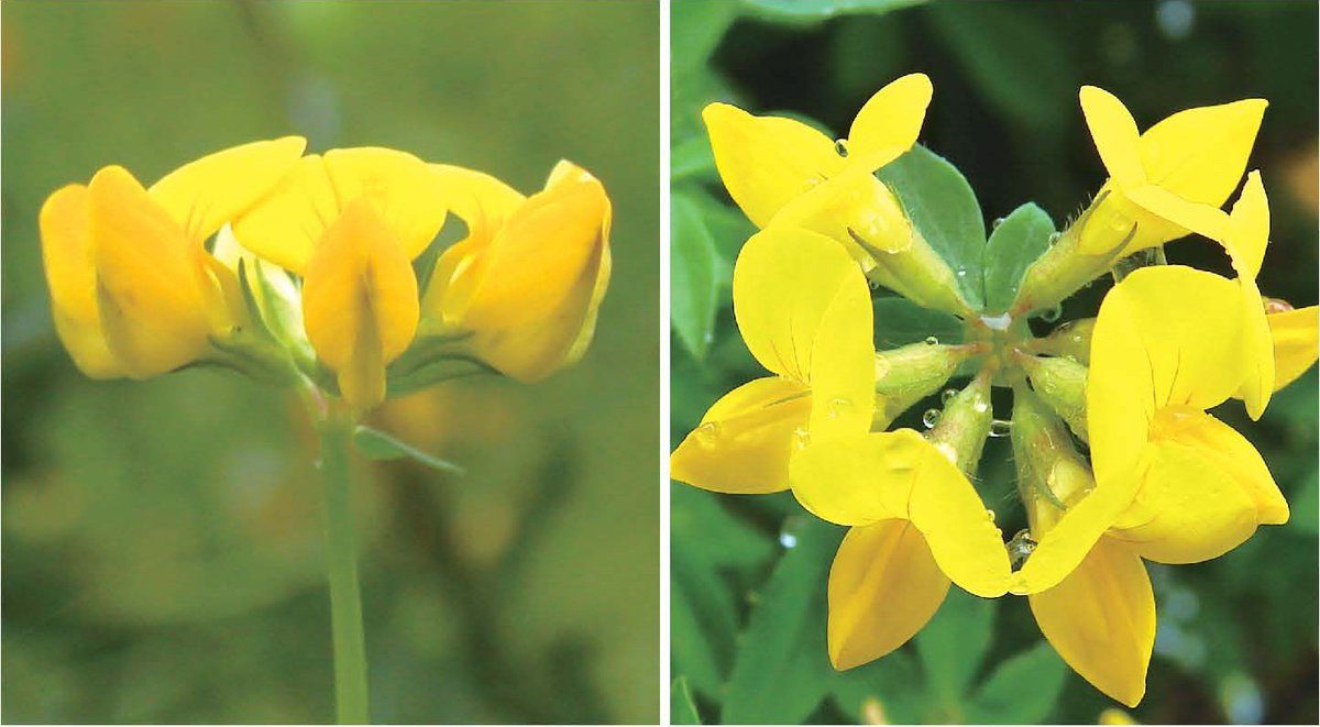 2회차는 벌노랑이 씨앗
앤유색으로 골랐구나 이 로맨티스트야