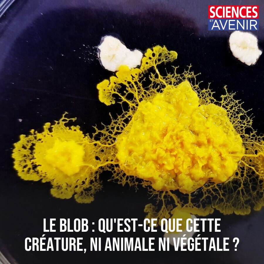 Sciences et Avenir tweet media