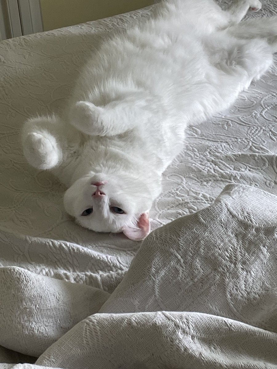 Willameena is being so present and enjoying cuddles again. She had become quite reclusive so it’s awesome to see her relaxed and happy.