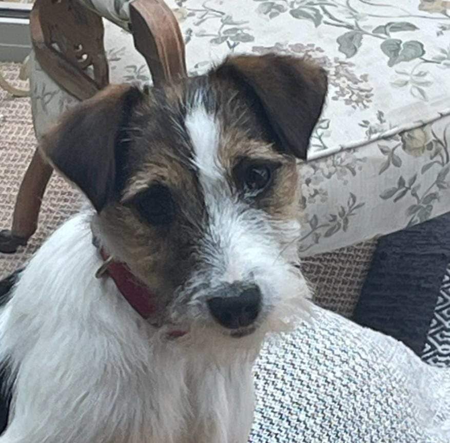 IRIS has a devastated 12 year old at home begging for her to be returned

IRIS is presumed #STOLEN 

Please, if anybody knows anything or has her please bring her back to her family who miss her so very much 😢 ❤️
Iris went missing from Alvediston area #SP5 on 26 August 😔