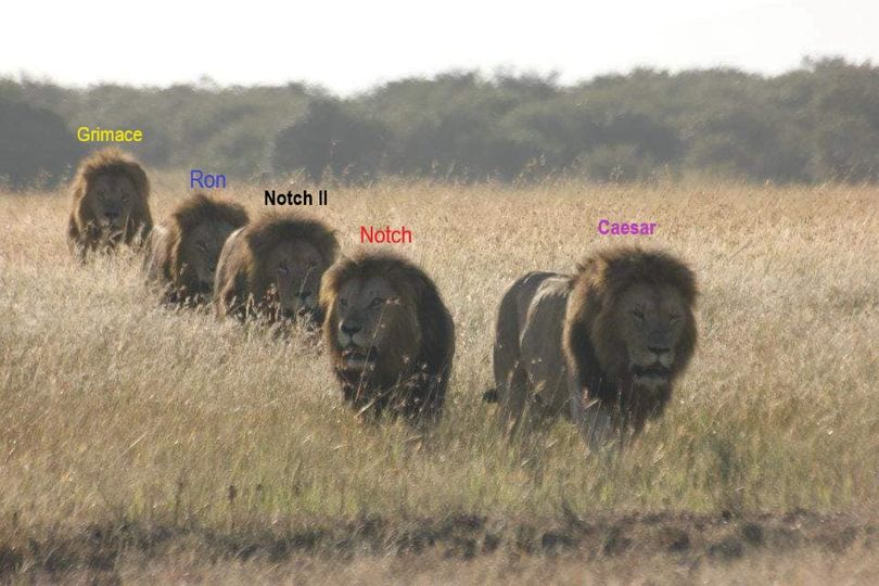 Juanman58705679's tweet photo. 🦁 MAJESTUOSIDAD, NO! LO SIGUIENTE! Histórica foto de una de las coaliciones mas iconicas que han existido

En enero de 2012, el fotógrafo Jörg Reinecke capturó un momento emblemático lleno de emoción en la historia de la vida salvaje: cinco impresionantes leones machos adultos de la legendaria coalición Notch en Masai Mara. 

¡Imagina la intensidad de ese instante! En esa valiosa fotografía, se aprecia al rey Notch junto a sus cuatro hijos – Grimace, Ron, Notch II y Caesar.
La imagen rezume fuerza, nobleza y camaradería entre estos majestuosos félidos. Sin embargo, Long, otro miembro de la coalición, ya no se encontraba presente en ese tiempo.
Jörg Reinecke logró plasmar la intensidad, la grandeza y la emoción palpable de la coalición Notch a través de su lente, creando un legado visual que perdura en el tiempo y nos conmueve profundamente.
PD: Nombres= identificación 
✍️ Mara sightings🤳