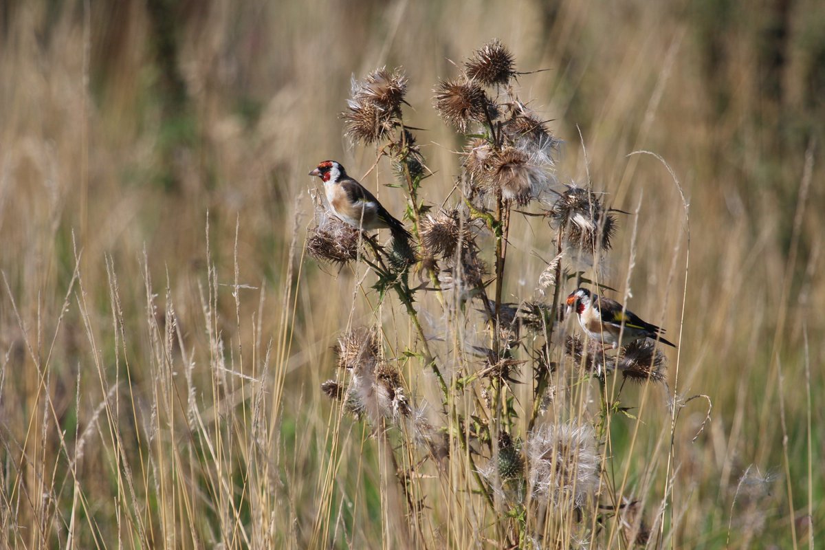 irish_organic's tweet image. During the summer the 'lawn' is full of wildflowers and pit stops for the insect pollinators. As Summer turns to Autumn the 'lawn' comes into its own for providing for birds. Many, like this pair of goldfinch, descend on the 'lawn' for a bounty of seeds.

No mow is the way to go!