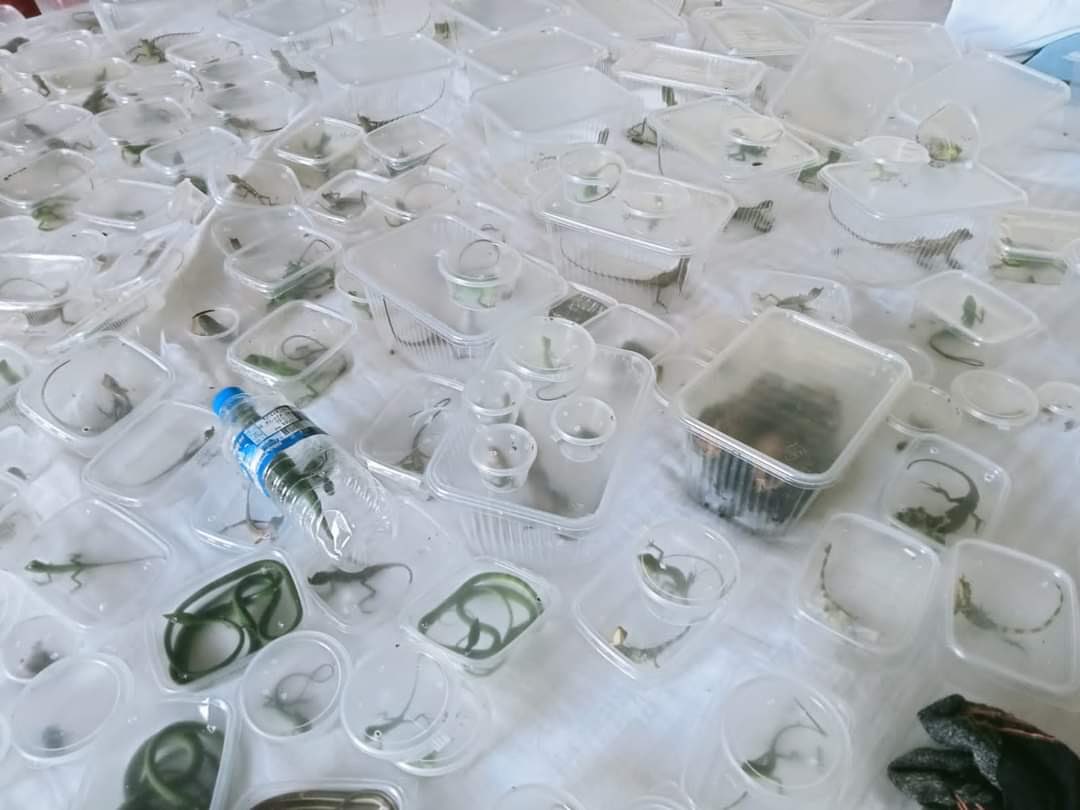 SAWENsec's tweet photo. #BREAKING
Two foreign nationals arrested by the Department of Wildlife Conservation, Sri Lanka with more than 197 species of endangered and endemic amphibians and reptiles. 
Source: https://t.co/7woHiRGdx5 https://t.co/vBLKUXKZnX