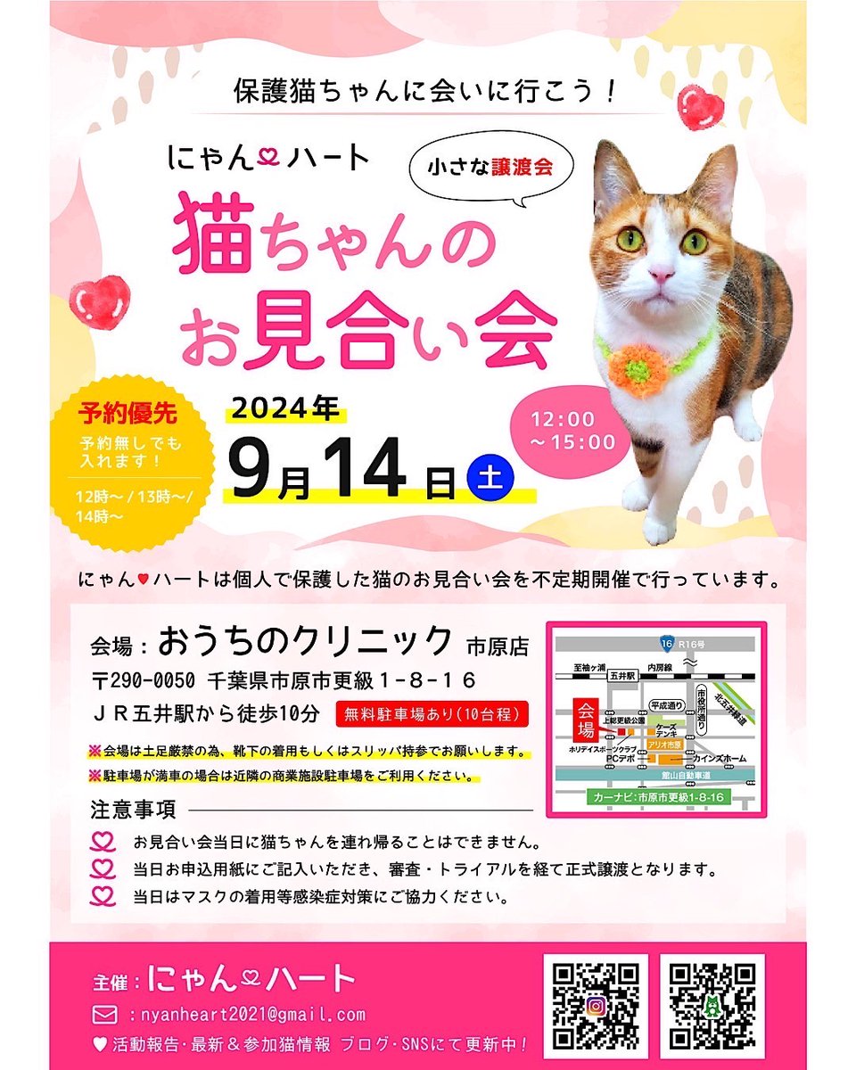 _shirasu_kun's tweet photo. 次回は9/14です。
うちの子たちはもちろんかわいい子ばかりですが、かわいい子沢山います🐱
ぜひぜひ遊びに来てください！！ https://t.co/6BetY5O0hh