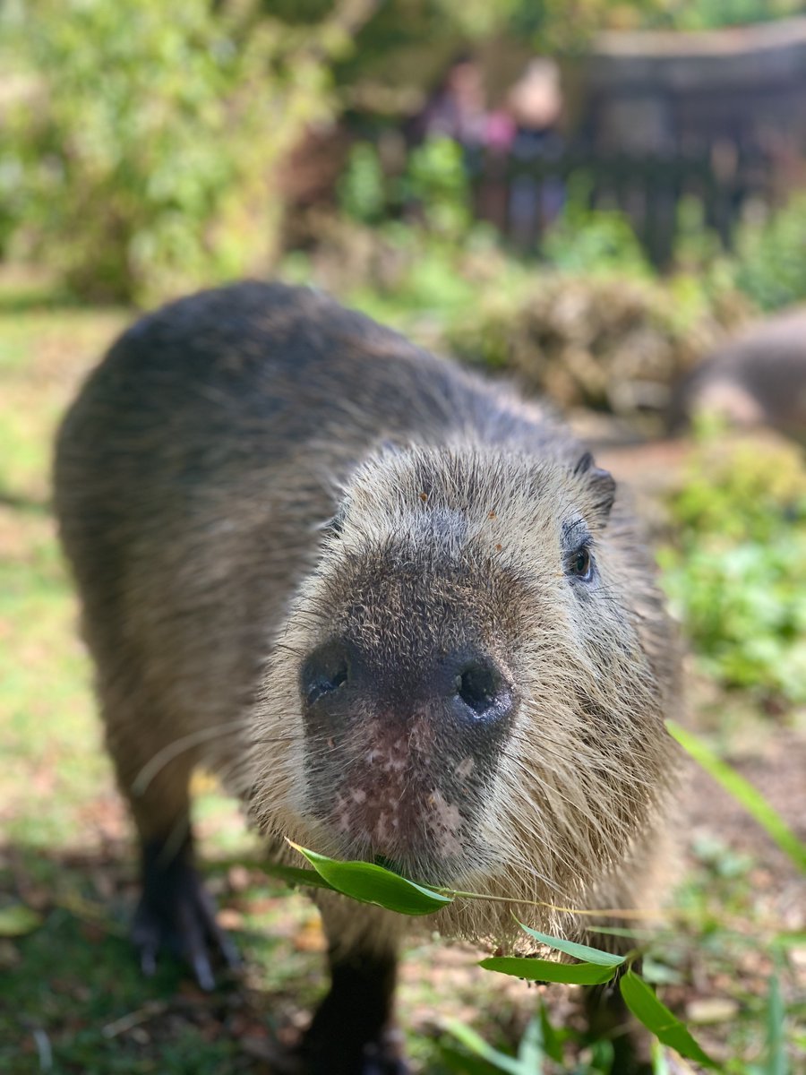 Beccy_Collins's tweet photo. We went to feed and pet Capy bapys 🥹 https://t.co/xfU959Of57
