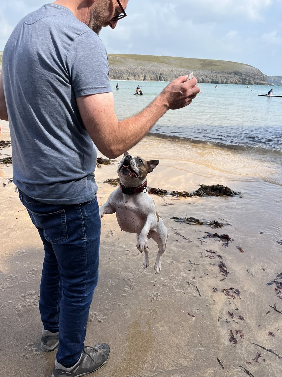 Jump into #StaffieSaturday #rescuedog #AdoptDontShop 🌊🌊❤️💕