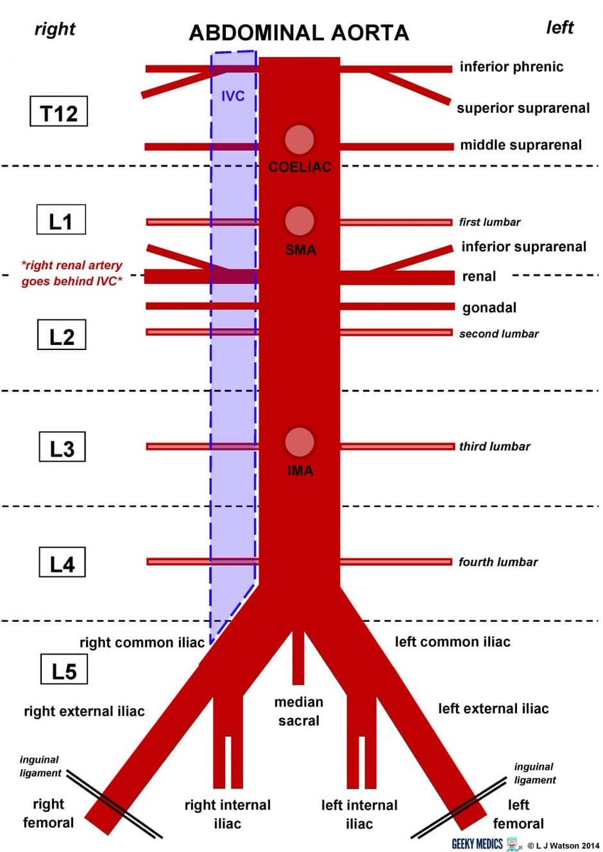 Abdominal aorta branches