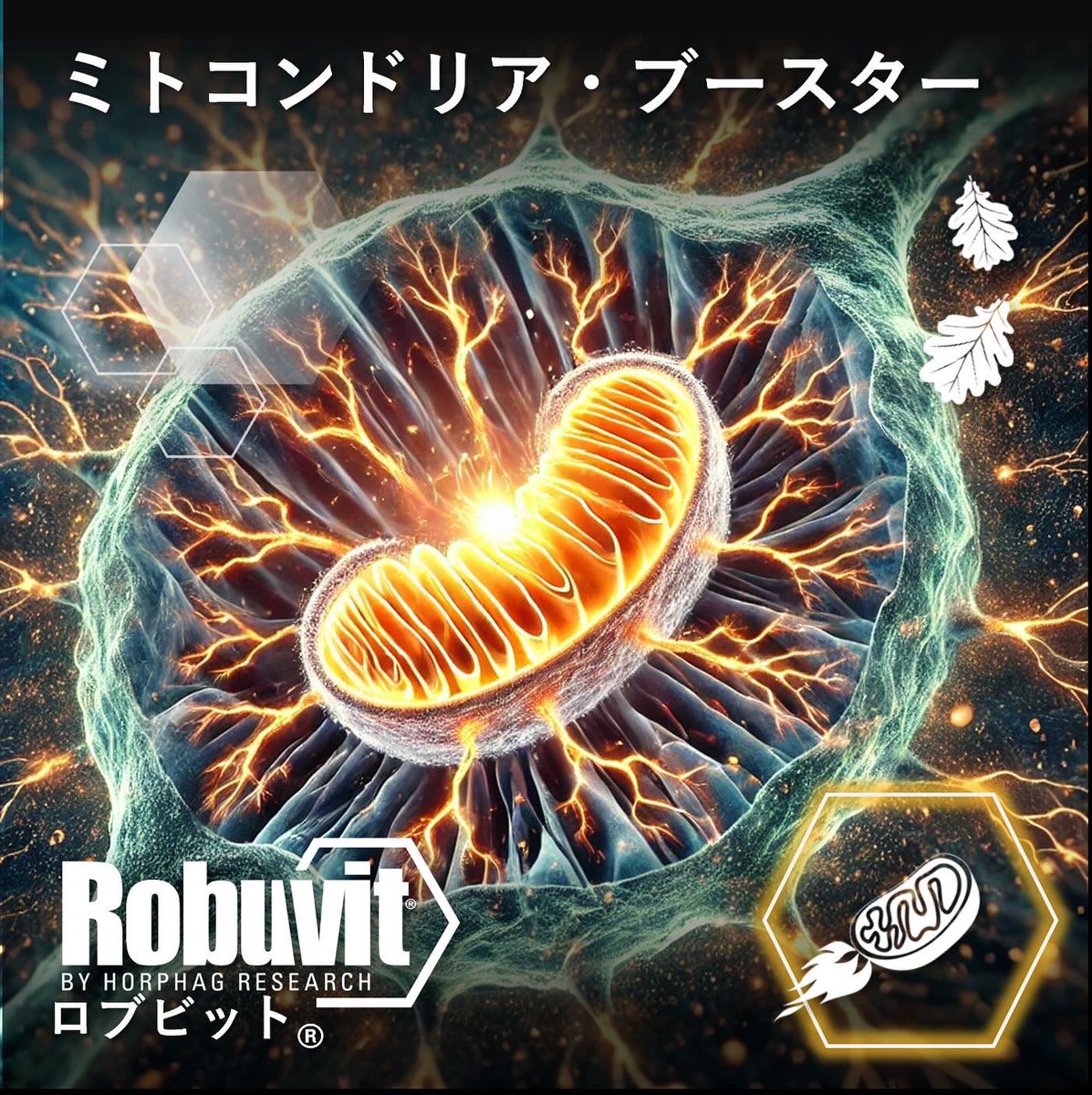 RobuvitJ's tweet photo. ロブビット®は、ウロリチンA、B、Cの3種類の強力な代謝産物を生成します。

その中でも、ウロリチンAは、マイトファジー（ミトコンドリアを再生するプロセス）を促進し、エネルギーレベルを向上！これにより、細胞は最適なエネルギー（ATP）を生産し、最高の機能を維持することができます！ https://t.co/wUf5ypDkbj