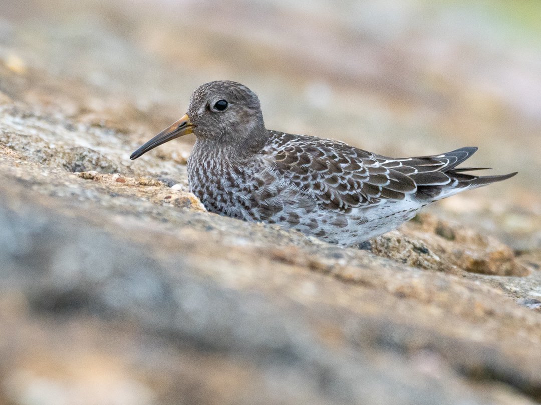 Jon W (@_fivefootseven) on Twitter photo This mornings Purple Sandpiper at Holland Haven. <a href="/BirdingHaven/">holland haven birding</a>.
It was a nice surprise on an otherwise quiet morning <a href="/EssexBirdNews/">EBwS Bird News</a> This mornings Purple Sandpiper at Holland Haven. <a href="/BirdingHaven/">holland haven birding</a>.
It was a nice surprise on an otherwise quiet morning <a href="/EssexBirdNews/">EBwS Bird News</a>