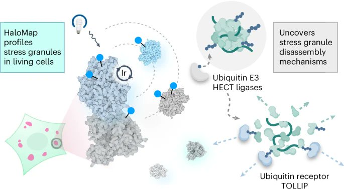 Pablo J. Sáez / now posts in a better place (BSky) (@pj_saez) on Twitter photo This is hot stuff for #organelle lovers !
Profiling of stress granules and characterization of its dynamics in living cells by using a Halo Tag-based platform
Full nature.com/articles/s4158… <a href="/nchembio/">Nature Chemical Biology</a> #scicomm <a href="/focalplane_jcs/">FocalPlane</a> #PhaseSeparation #microscopy This is hot stuff for #organelle lovers !
Profiling of stress granules and characterization of its dynamics in living cells by using a Halo Tag-based platform
Full nature.com/articles/s4158… <a href="/nchembio/">Nature Chemical Biology</a> #scicomm <a href="/focalplane_jcs/">FocalPlane</a> #PhaseSeparation #microscopy