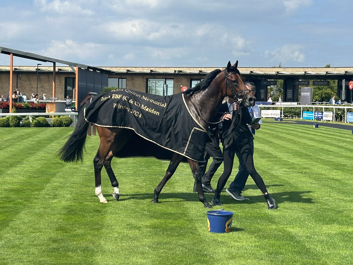 aobrienfansite's tweet image. Ballydoyle Juveniles have won 46 races this season thats 39.32% of all Aidan O'Brien's 117 Race Victories in 2024 staggering stat really 

📸 @Dawnesme

#TheFutureIsBright