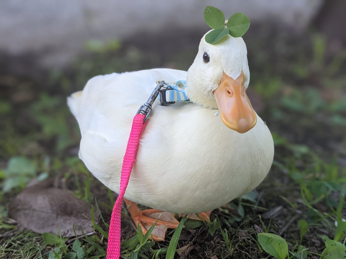 コールダック Amazon.co.jp: イワヤ(IWAYA) 電池を使わず、いきものの鳴き声を表現