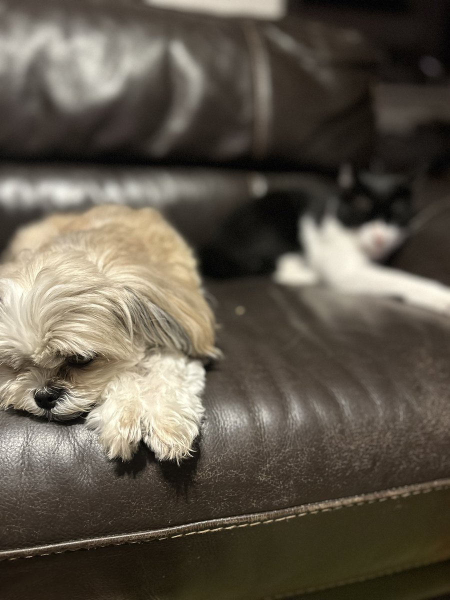 仲良くないのに適度な距離感で眠るワンことニャンちゅう