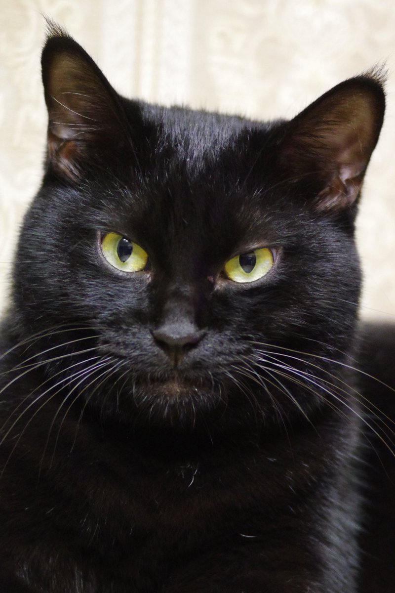 つり目。 #猫 #黒猫