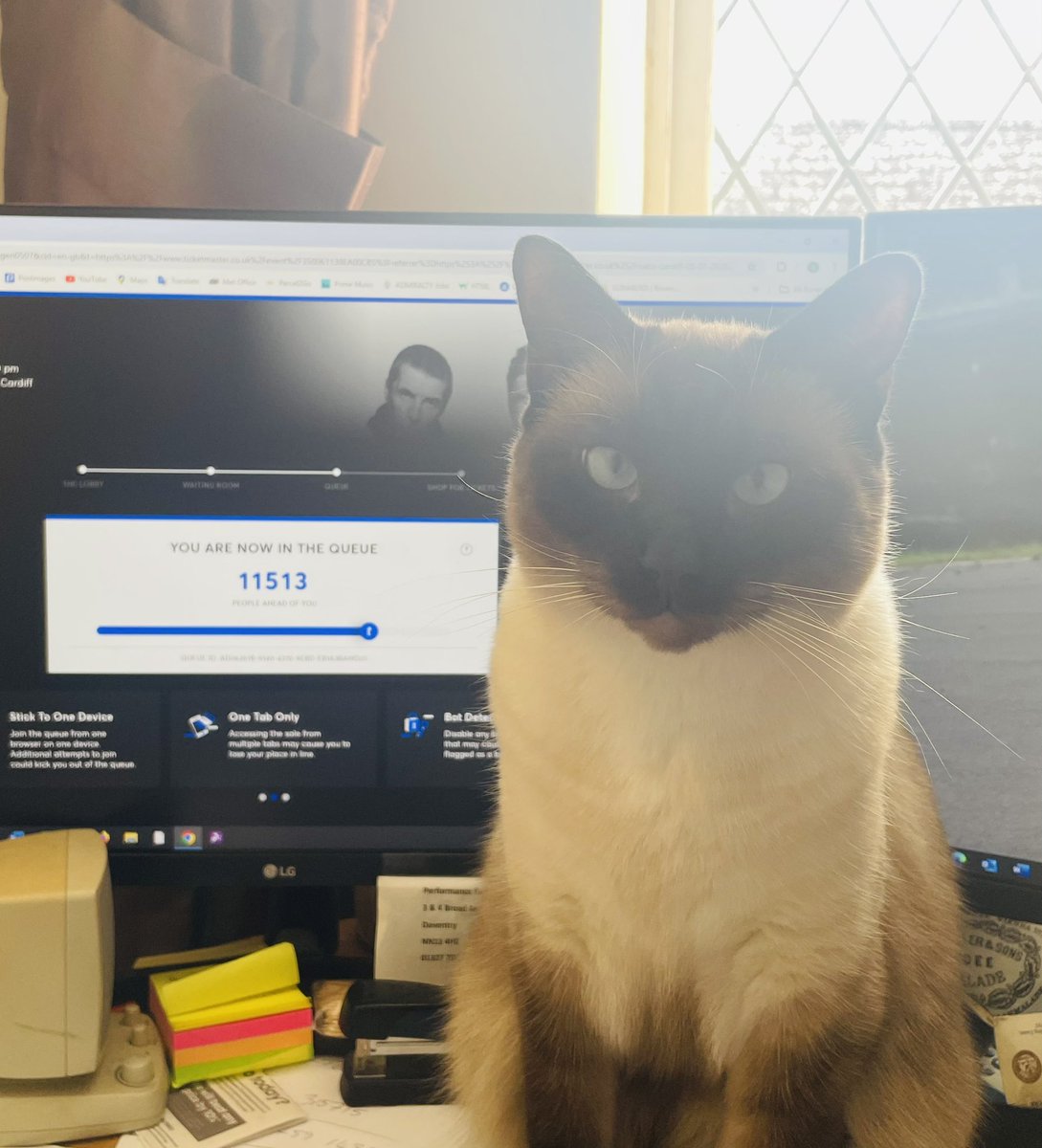 Even the cat is fed up with this….

#oasis #queue #tickets #oasis2025 #ragdoll
