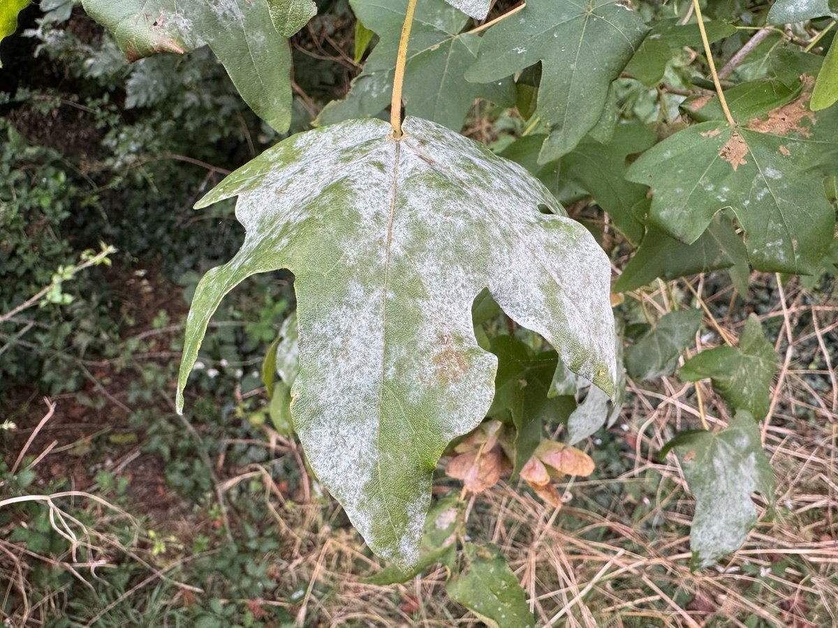 The Tree Council tweet media