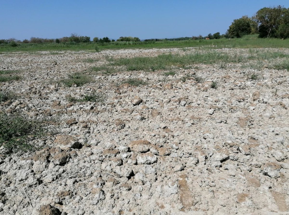 Adv Arròs de Pals tweet media