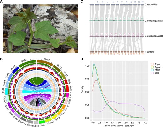 Hortres's tweet photo. Uncovering the drought-adapted genome of Cissus quadrangularis: tetraploidy, CAM evolution, & gene expression shifts. #DroughtAdaptation @OxfordJournals
Details:https://t.co/HmDvZuajn3 https://t.co/KfF8V5VAoc