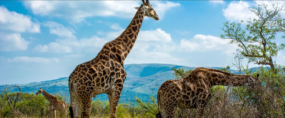 tripdiscounter's tweet image. 🌍 Ben jij klaar voor een uniek avontuur? Fly &amp;amp; Drive Zuid-Afrika vanuit Johannesburg: incl. vlucht, huurauto, ontbijt &amp;amp; 2 excursies!

🏞️✈️ #ZuidAfrika #Avontuur
tripdiscounter.nl/product/23085-…
