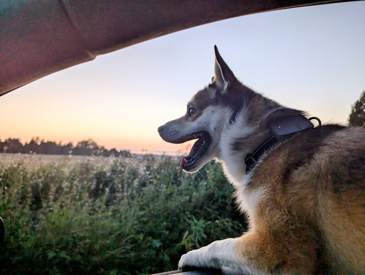 Hope everyone's Saturday is going good! Here is a ziggi picture to brighten your day even more!