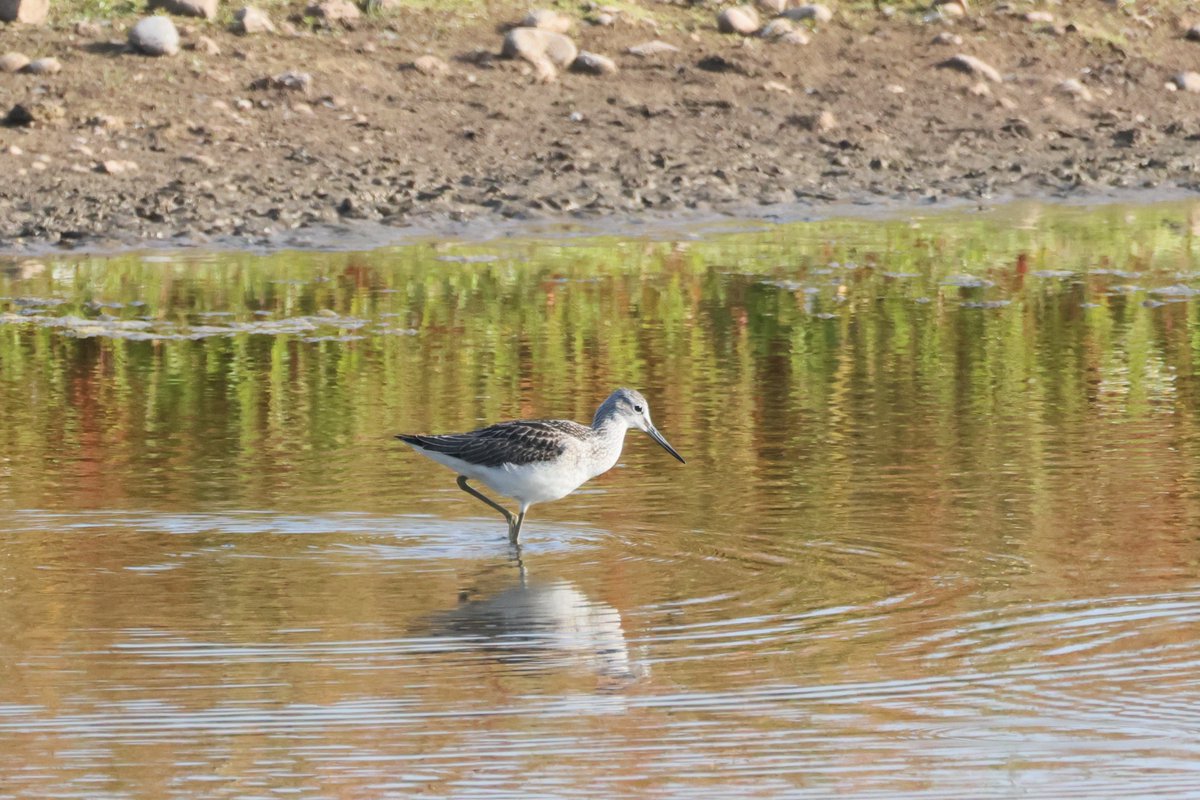 Sarah Meharg tweet media