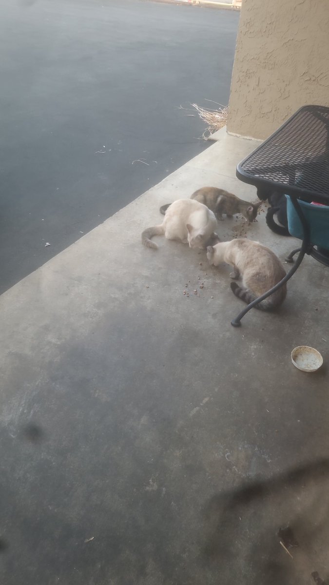 lynnslagle42's tweet photo. Good morning from feral Nation. It's a hungry morning, some are here and some are not. They have kinda scattered to 2 other houses. But everyone is fed and loved! #feralcolony #lovemyferals #tnrworks #tnrsaveslives #supporttnr #spayandneuteryourpets #crazyferalkitties https://t.co/9KdsMRwA02