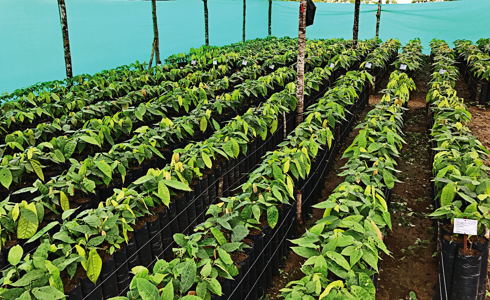 KingWobil's tweet image. only apply to 35-40% of the global crop. This may well mean that the current price levels will remain for longer than the historical cycles would suggest.
(Credit to @Czapp_portal)

📸: @CocoaFarmersNig; @Csf_

5/5

#AgriDirectGh #cocoa #cocoaproduction #foodsecurity #Ghana