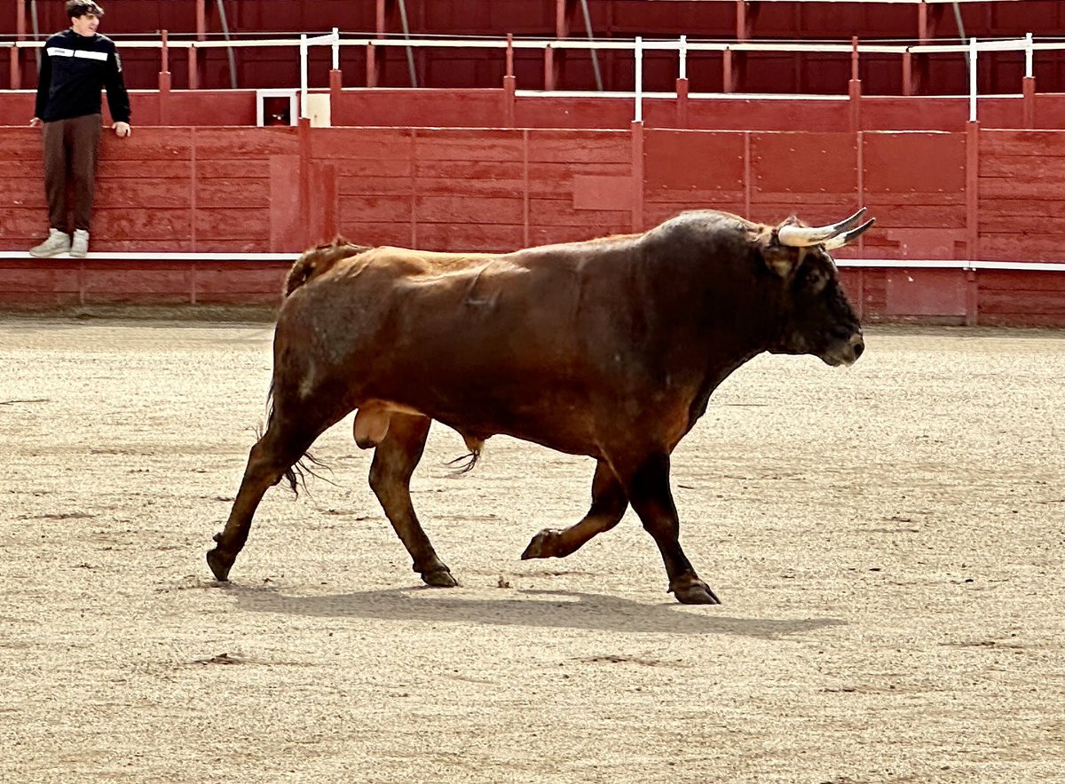 RNunezTorero's tweet photo. 🟣Hoy nueva cita en la temporada española:

📍Navas del Rey (Madrid)
🗓️ Sábado 31 de agosto | 18:00 horas

🐂 Novillos de Monte la Ermita (nº 41) y Antonio San Román (nº 85)

⚔️ Jesús Moreno, Rubén Núñez y Pepe Luis Cirugeda https://t.co/1vkIbnOXdh