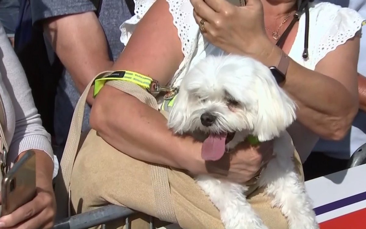 #RenewiTour 🇧🇪🚴‍♂️
Koershondje 🐶🤗