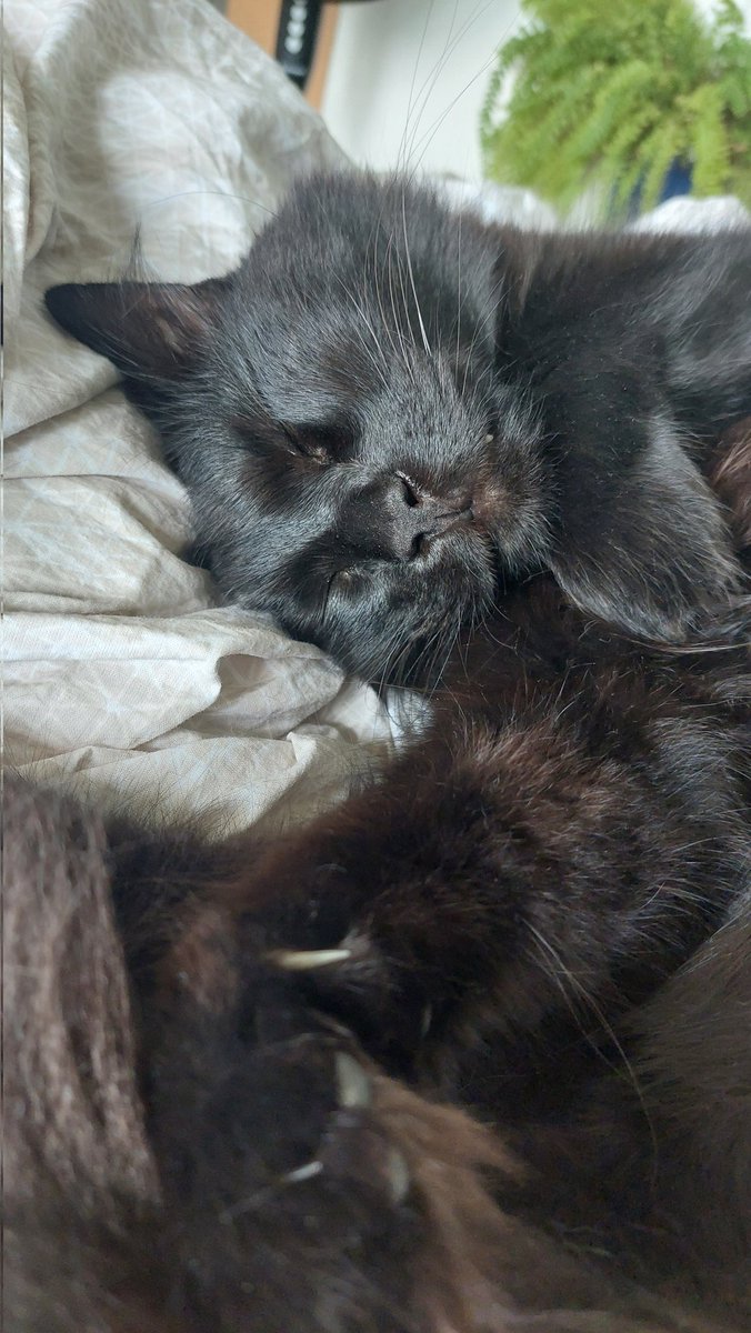 Very sleepy, very fluffy 🧡