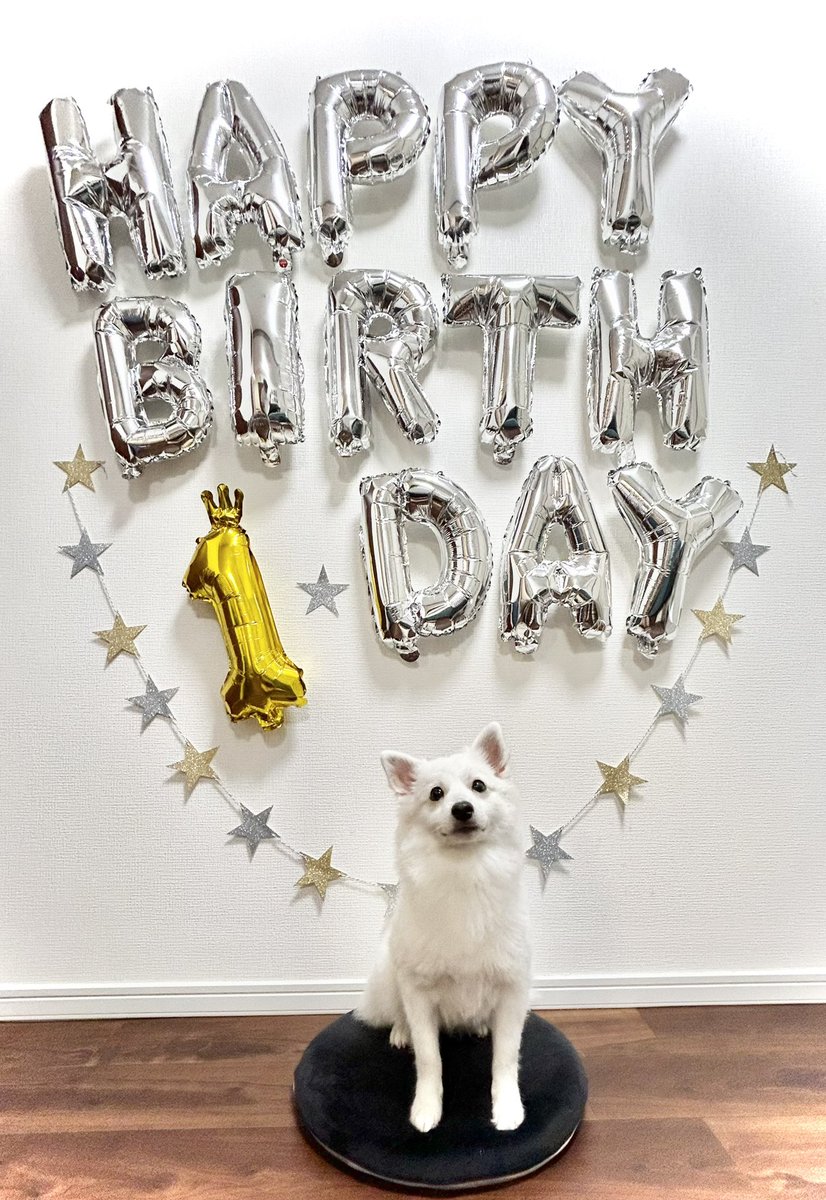 onooo_taro's tweet photo. 昨日はすいちゃんの1歳誕生日でした🎂 https://t.co/xCLW01Oltq