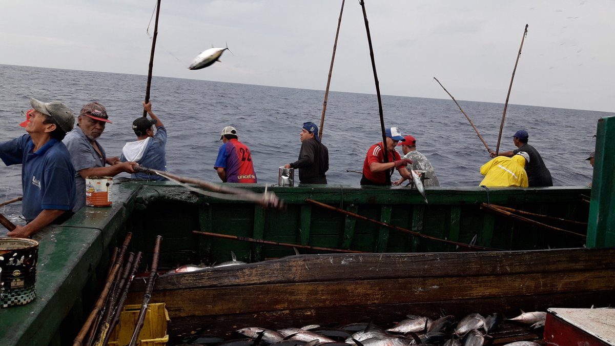 theGEF's tweet photo. Sustainable seafood requires:
🐠 healthy fishing practices
📜 strong regulations
✅ certification options
Learn how @theGEF funding supports efforts like the Coastal Fisheries Initiative in Ecuador: https://t.co/HrVFpoWmN1
#CFIgef https://t.co/RA65ZNADAs