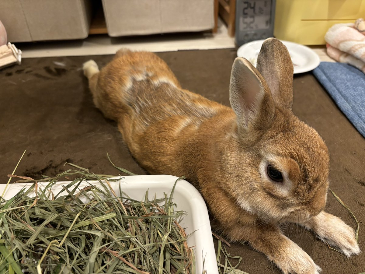全身ボサボサ、顔すら抜けまくって絶賛ブサカワ状態🐰
めちゃくちゃ可愛いけど、君は毎回こうなのかな？一気にくるタイプ？