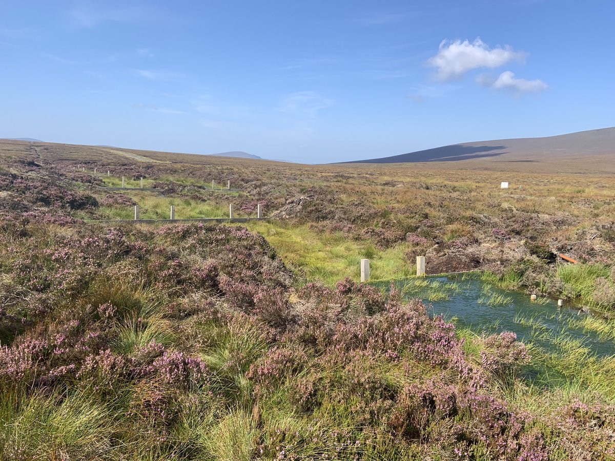 meshack morang'a (@meshackmoranga) on Twitter photo Wrapped up the #igc2024dub with an amazing field trip to Wicklow mountains on montane #blanketbog restoration… Wrapped up the #igc2024dub with an amazing field trip to Wicklow mountains on montane #blanketbog restoration…