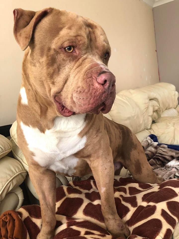 VINNIE IS HOME

Whilst we are delighted that Vinnie is home with his family again, now as an exempt dog. Once again we are really saddened at the condition he is in. More information 
here 👉🏻 bit.ly/3Z4YGRC

Welcome home Vinnie, we're sorry you were so badly let down.