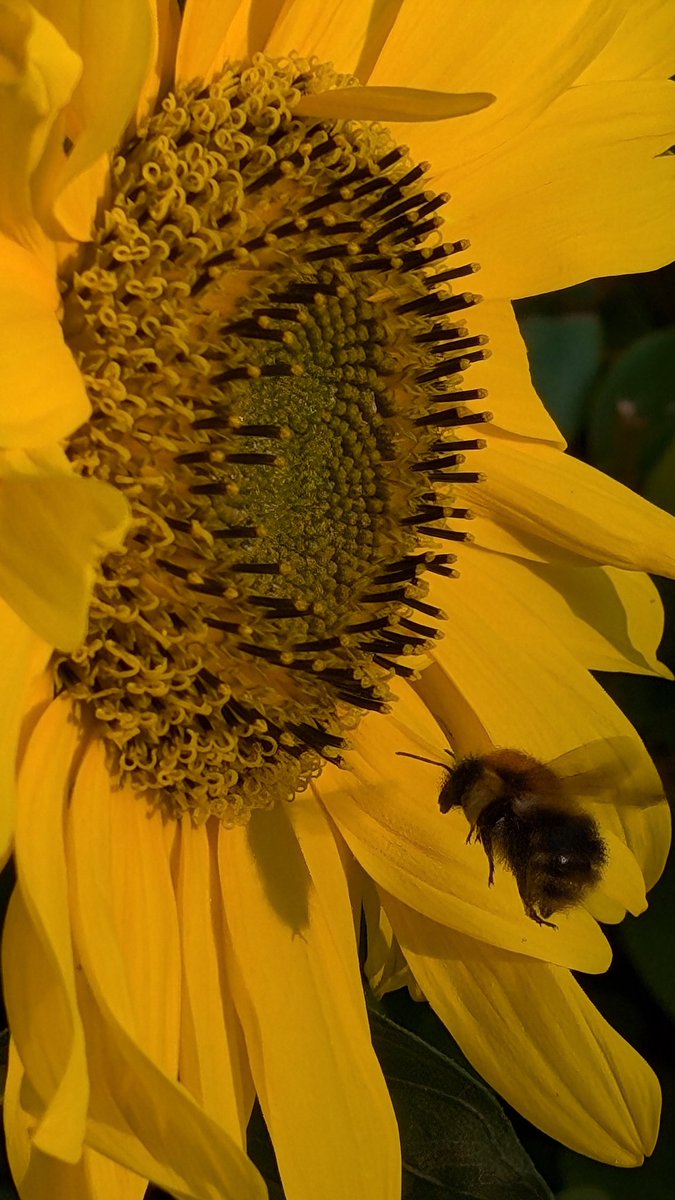 Michael Ryan tweet media