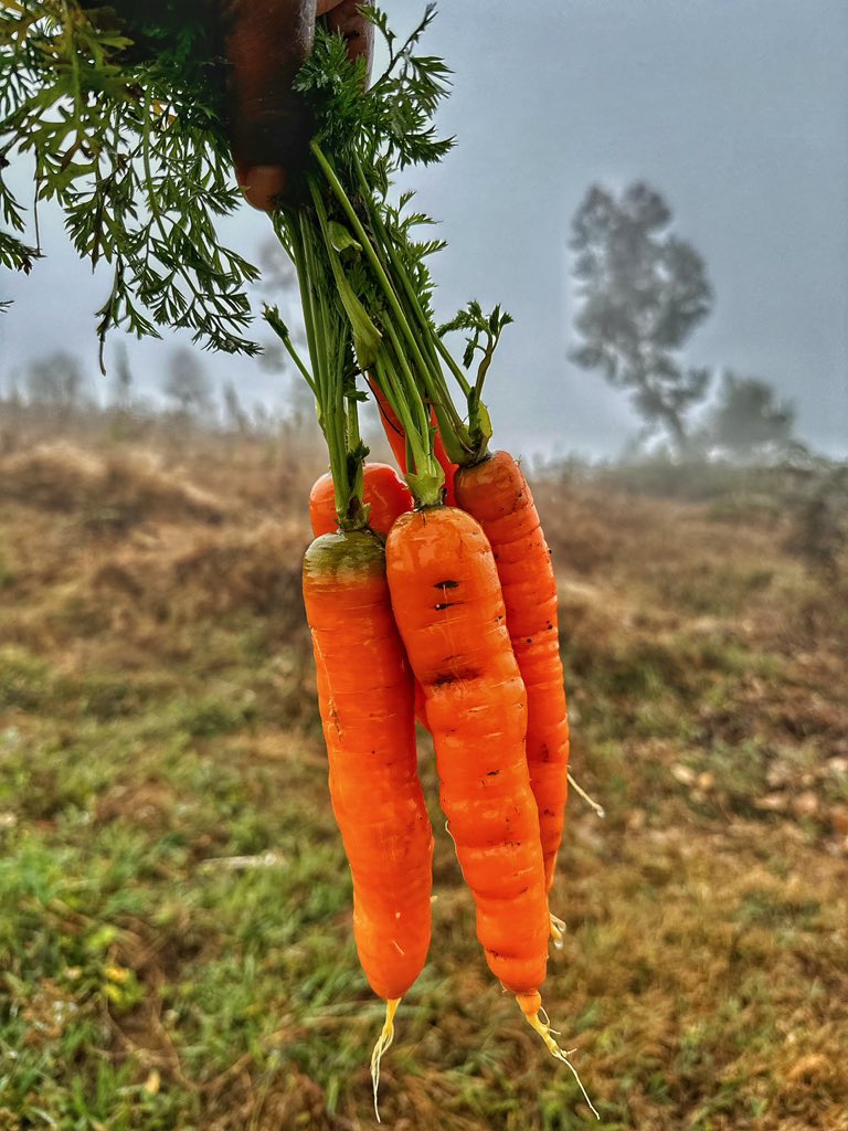 🥕🥦🥗