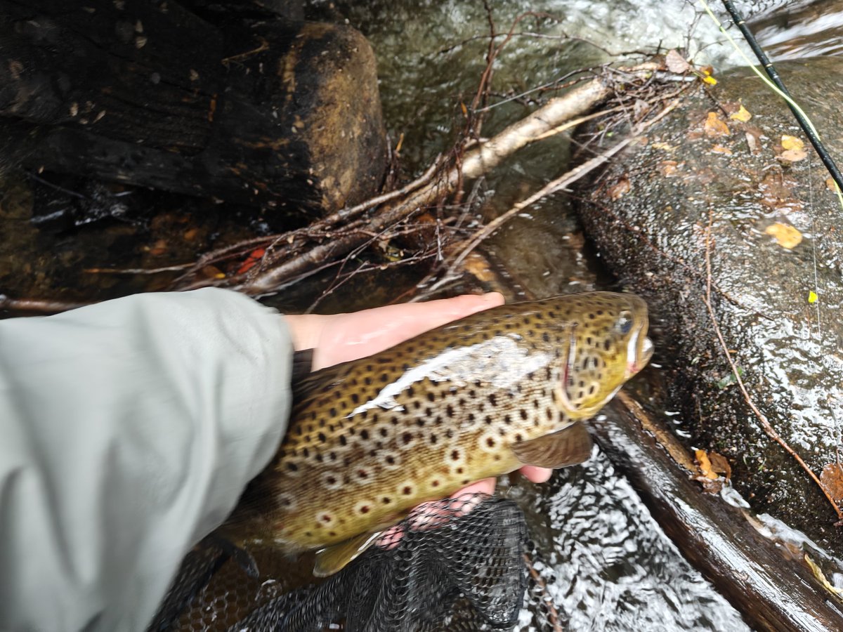 🤝Erik Haltmar🤝 tweet media