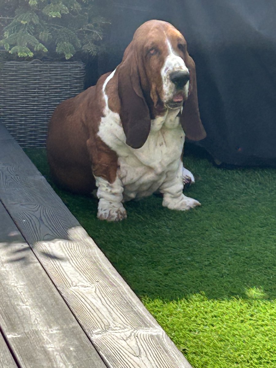 CooperBasset tweet picture