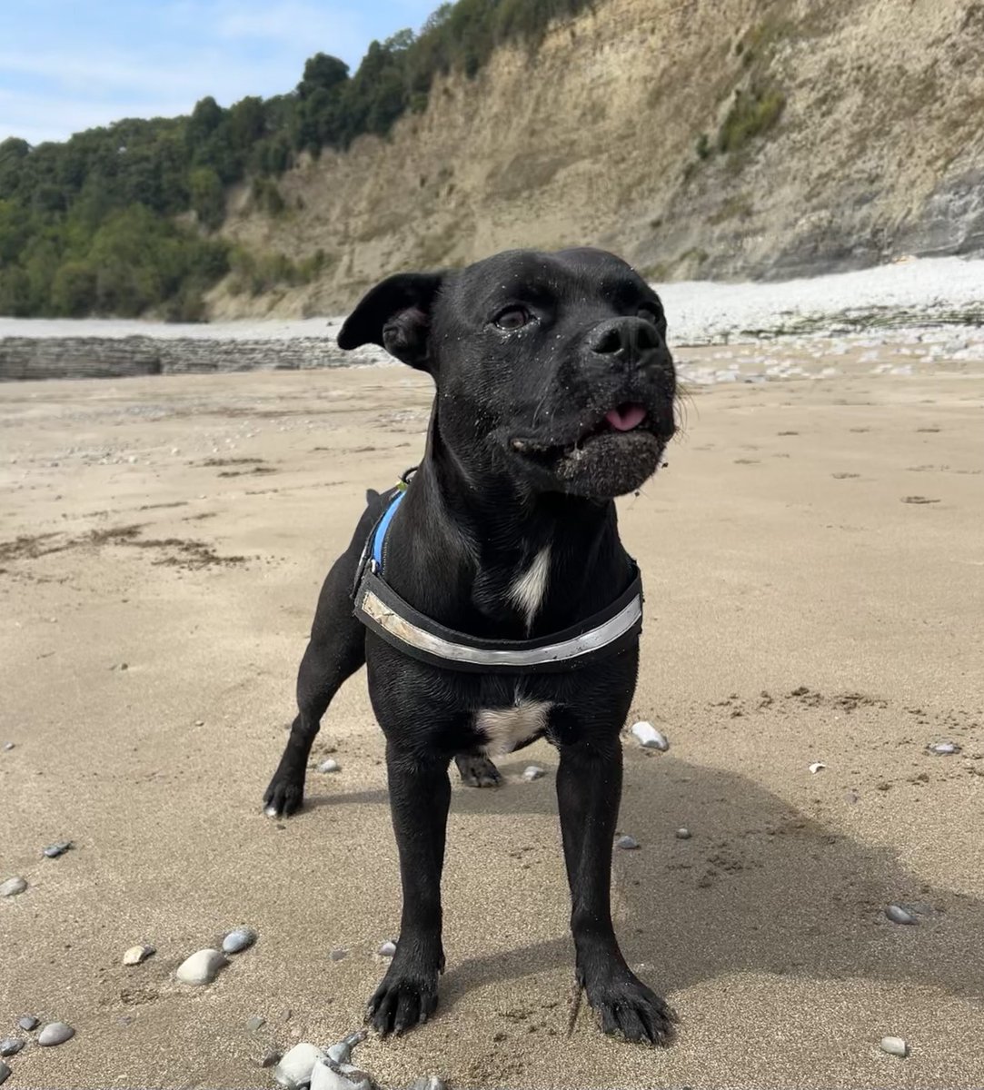JulesAllenxx's tweet photo. It’s a beach day ! #frank #staffiesaturday ❤️❤️❤️ https://t.co/nJVlVnbIgh