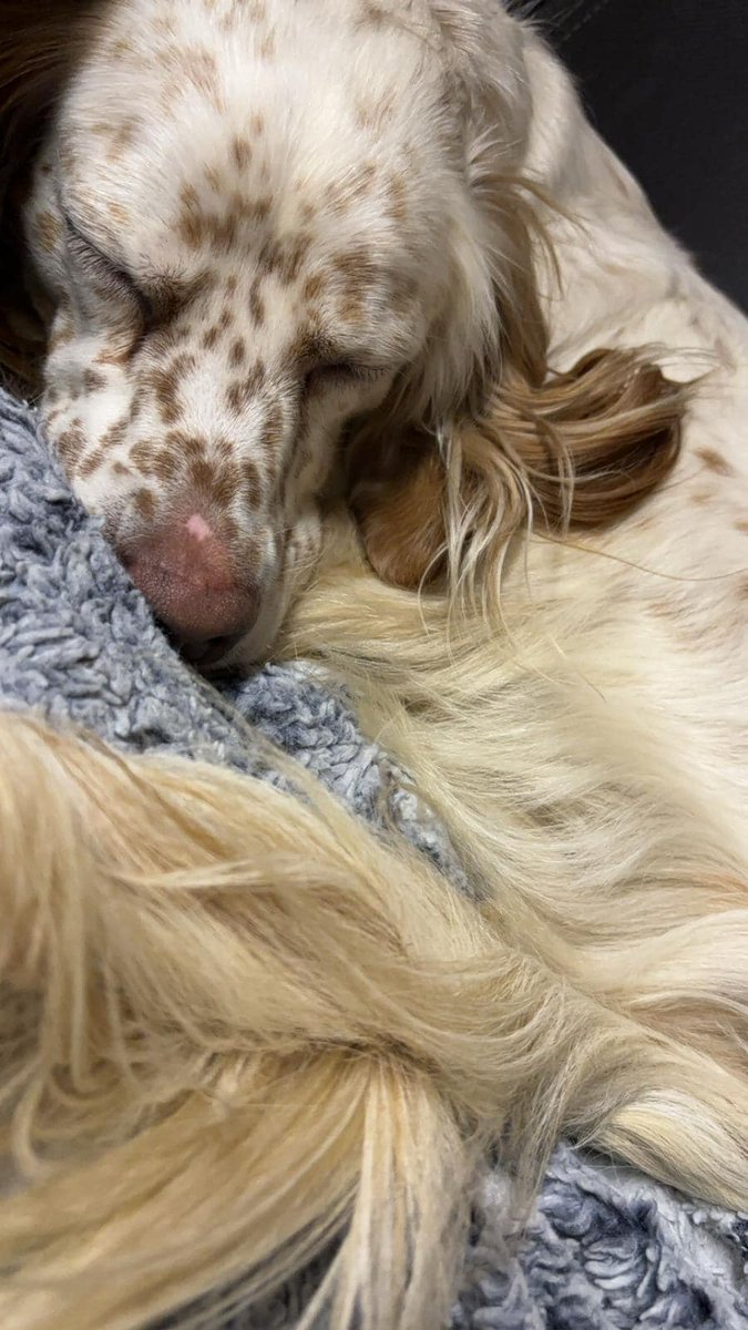 URGENT
Foster home needed for this beautiful girl. Luna is around 4 years old , she is very active but she is good with other dogs and lives with a cat .
The Rescue have until the 4th of Sept to find Luna a foster home as the current owner are moving 
#Lincolnshire #Immingham