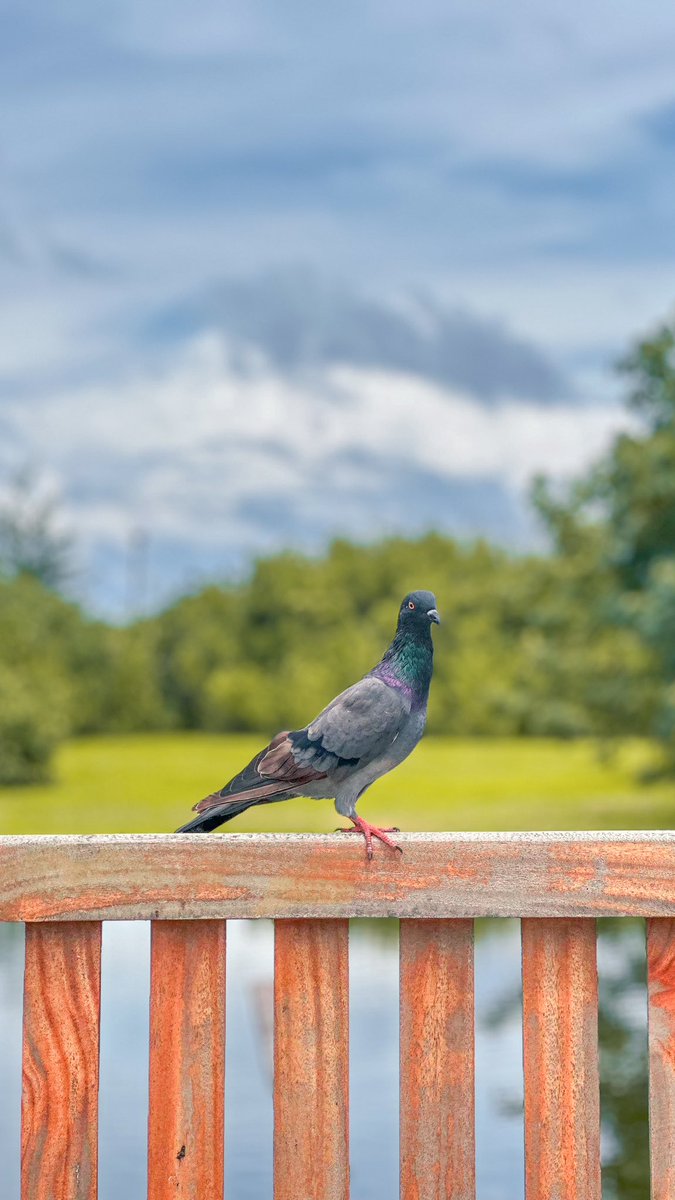 The closer you look, the more the odd formation of clouds in the background creates an illusion of a huge mountain 😅
.
.
.
Shot on <a href="/Apple/">Apple</a>
.
#maldives