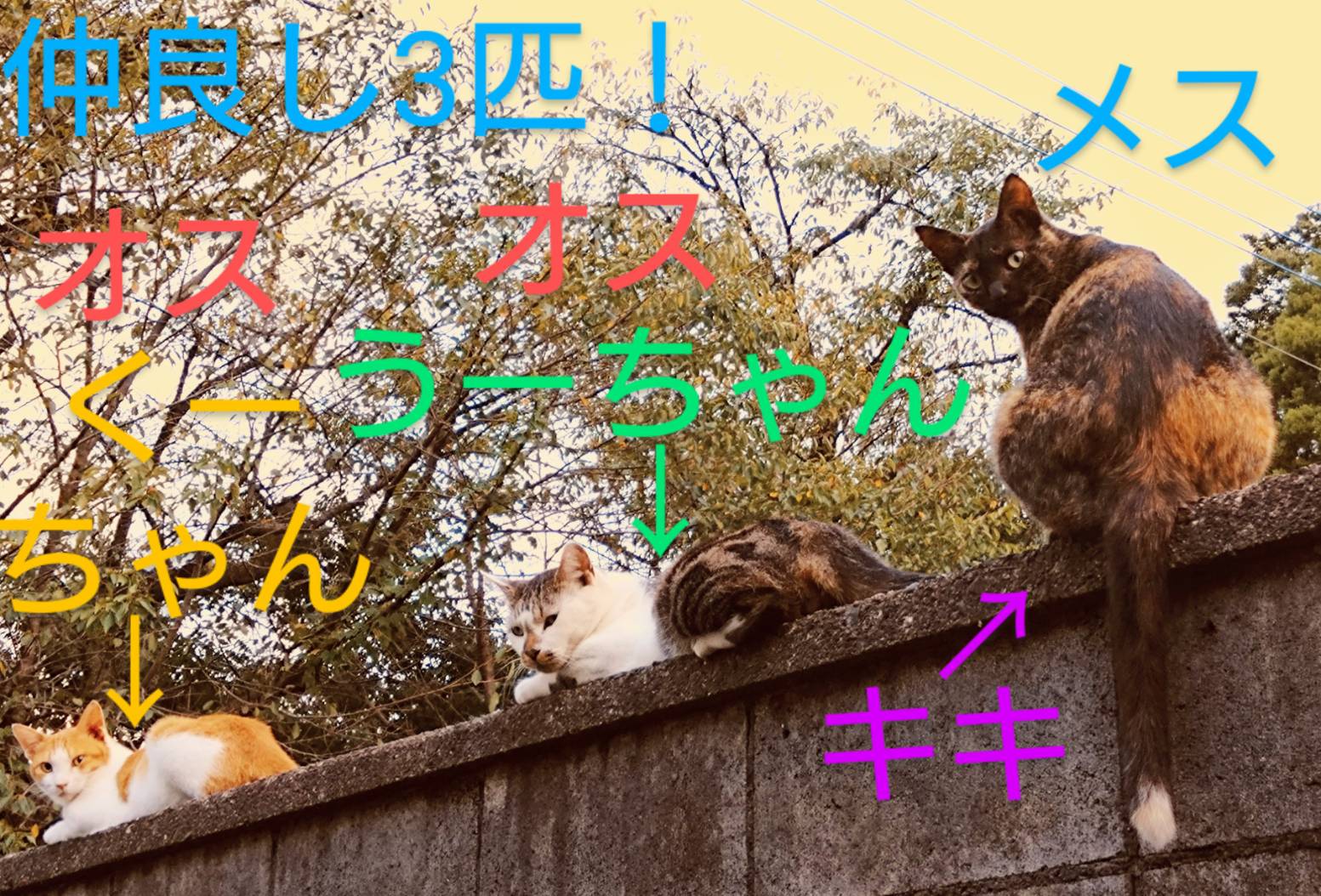 抜き苗✨毒りんご♥️ リンゴ・こうとく| 種・苗・ガーデニング用品の【タキイネット通販】