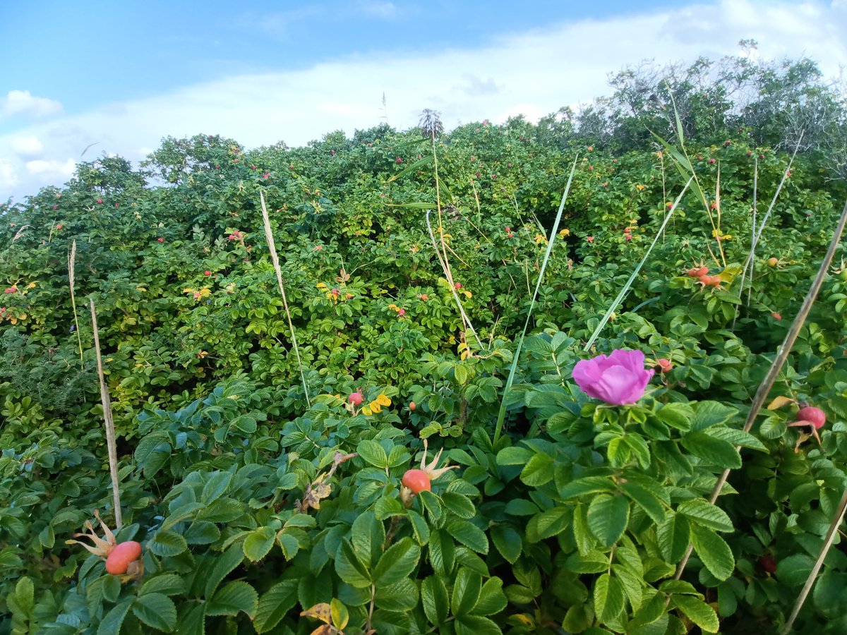 Spatial Ecology Group tweet media